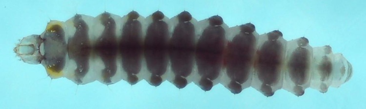 C. ohridella larva