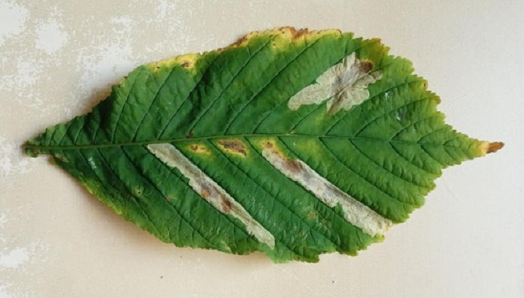 C. ohridella mines