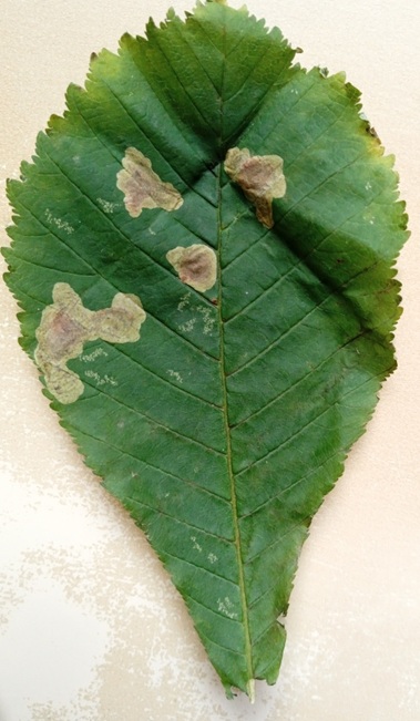 C. ohridella leaf