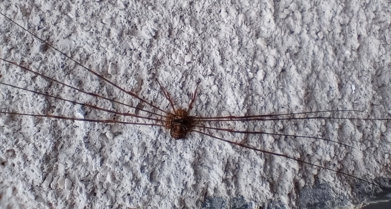 D. ramosus