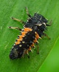 Harlequin larva