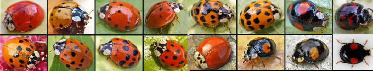 Harlequin variation