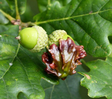 Knopper gall